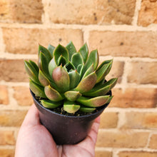 Load image into Gallery viewer, Echeveria Mira - 105mm
