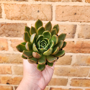 Echeveria Mira - 105mm