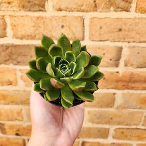 Echeveria Mira - 105mm