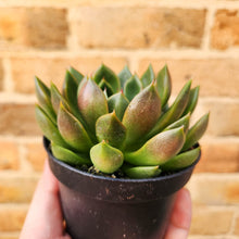 Load image into Gallery viewer, Echeveria Mira - 105mm
