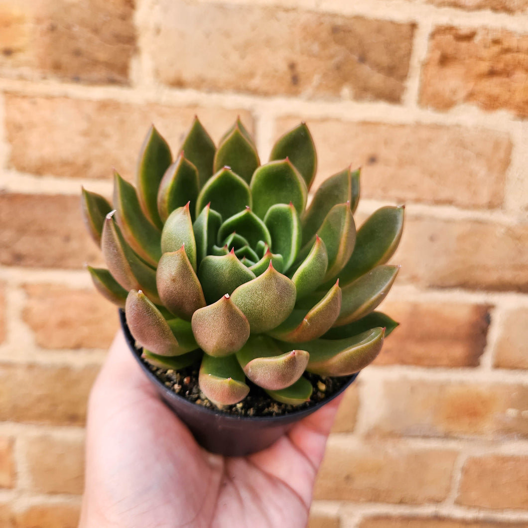 Echeveria Mira - 105mm