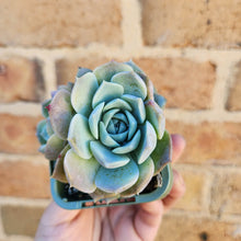 Load image into Gallery viewer, Echeveria Mona - 66mm

