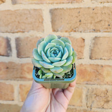 Load image into Gallery viewer, Echeveria Mona - 66mm
