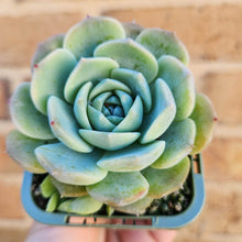 Load image into Gallery viewer, Echeveria Mona - 66mm
