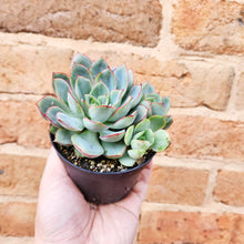 Load image into Gallery viewer, Echeveria Moon Goddess - 90mm
