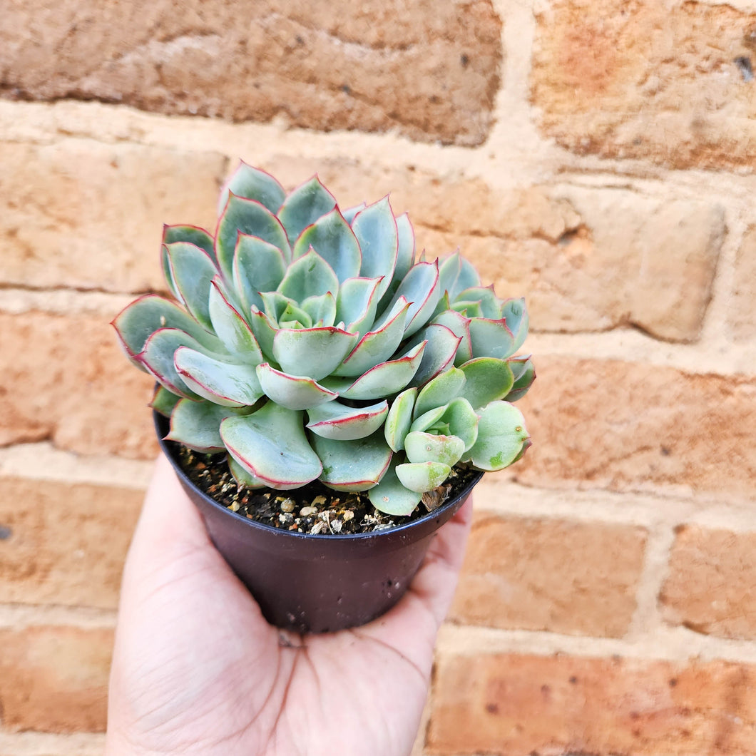 Echeveria Moon Goddess - 90mm
