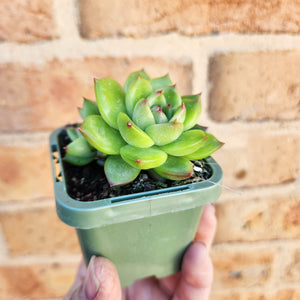 Echeveria Moon Stone - 66mm