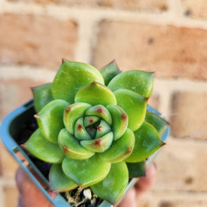 Echeveria Moon Stone - 66mm