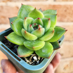 Echeveria Moon Stone - 66mm