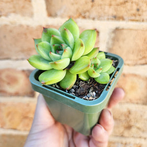 Echeveria Moon Stone - 66mm