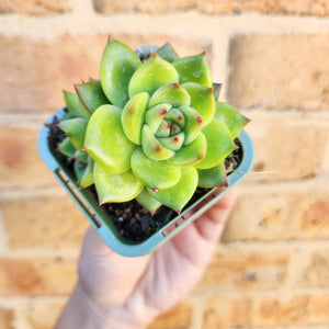 Echeveria Moon Stone - 66mm