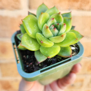 Echeveria Moon Stone - 66mm