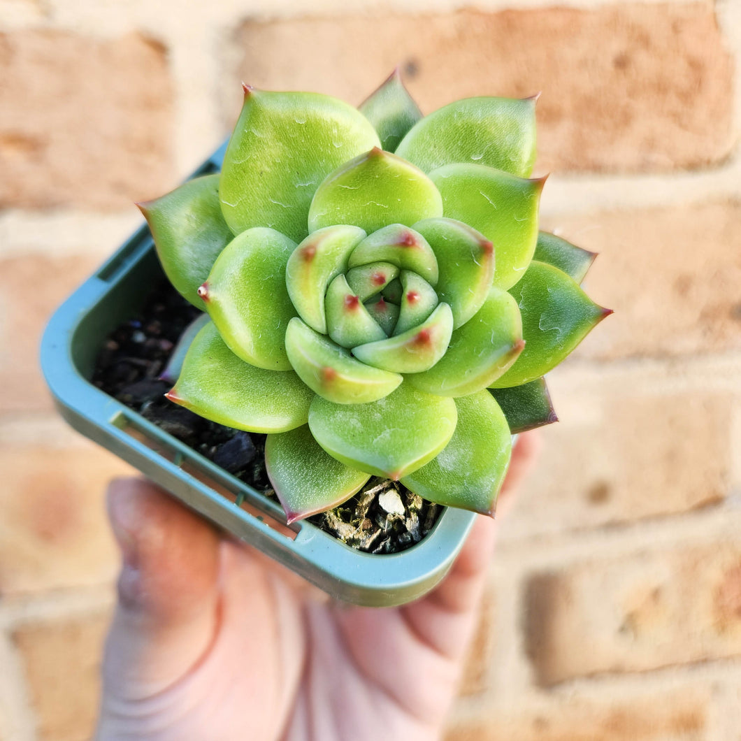 Echeveria Moon Stone - 66mm