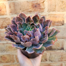 Load image into Gallery viewer, Echeveria Neon Breakers - 120mm
