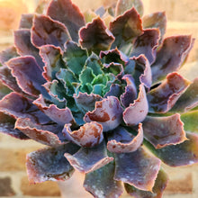 Load image into Gallery viewer, Echeveria Neon Breakers - 120mm
