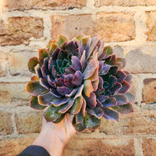 Load image into Gallery viewer, Echeveria Neon Breakers - 120mm
