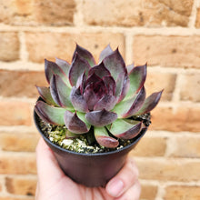 Load image into Gallery viewer, Echeveria Nightfall - 90mm
