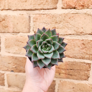 Echeveria Peacockii x Setosa - 90mm