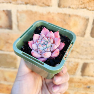 Echeveria Pink Champagne - 66mm