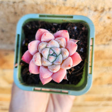 Load image into Gallery viewer, Echeveria Pink Champagne - 66mm
