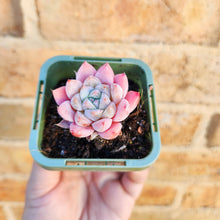 Load image into Gallery viewer, Echeveria Pink Champagne - 66mm
