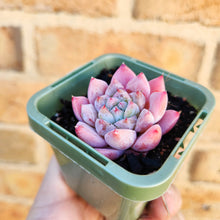 Load image into Gallery viewer, Echeveria Pink Champagne - 66mm
