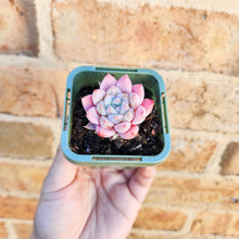 Load image into Gallery viewer, Echeveria Pink Champagne - 66mm
