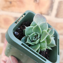 Load image into Gallery viewer, Echeveria Pink Eyelashes - 66mm
