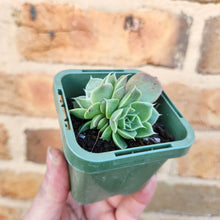 Load image into Gallery viewer, Echeveria Pink Eyelashes - 66mm
