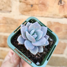 Load image into Gallery viewer, Echeveria Pink Laui - 66mm
