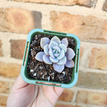 Load image into Gallery viewer, Echeveria Pink Laui - 66mm
