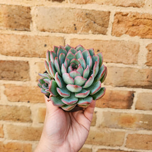Echeveria Pulelinze - 90mm