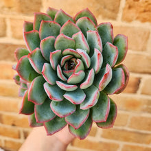 Load image into Gallery viewer, Echeveria Pulelinze - 90mm
