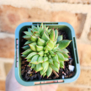 Echeveria Rain Star - 66mm