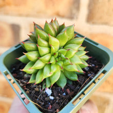 Load image into Gallery viewer, Echeveria Rain Star - 66mm
