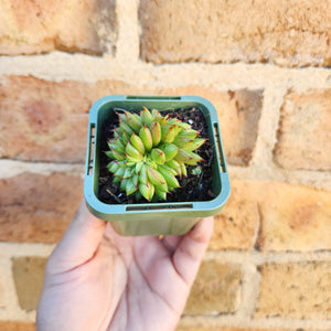 Echeveria Rain Star - 66mm