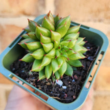 Load image into Gallery viewer, Echeveria Rain Star - 66mm
