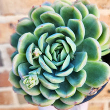 Load image into Gallery viewer, Echeveria Raspberry Ice - 120mm
