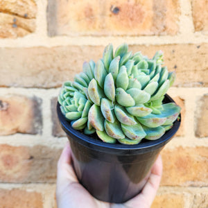 Echeveria Raspberry Ice - 120mm