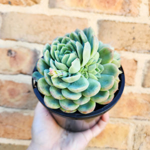 Echeveria Raspberry Ice - 120mm