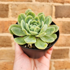 Echeveria Raspberry Ice - 90mm