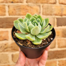 Load image into Gallery viewer, Echeveria Raspberry Ice - 90mm
