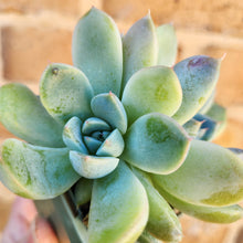 Load image into Gallery viewer, Echeveria Rumengling - 66mm
