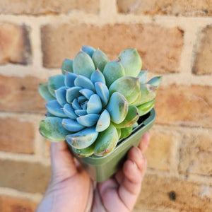Echeveria Rumengling - 66mm
