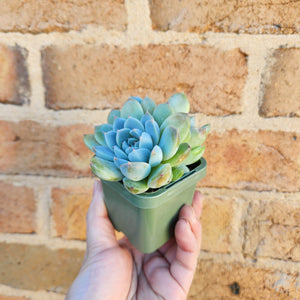 Echeveria Rumengling - 66mm