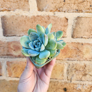 Echeveria Rumengling - 66mm