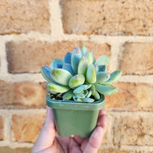 Load image into Gallery viewer, Echeveria Rumengling - 66mm
