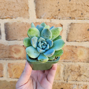 Echeveria Rumengling - 66mm