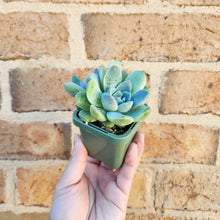 Load image into Gallery viewer, Echeveria Rumengling - 66mm
