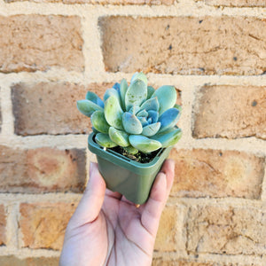 Echeveria Rumengling - 66mm